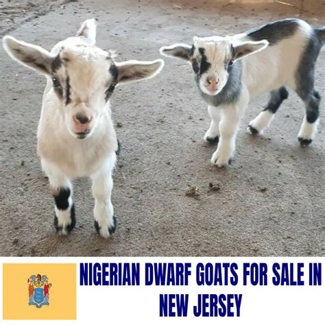 Nigerian Dwarf Goats for Sale in New Jersey: Current Directory of Nigerian Dwarf Goat Breeders ...