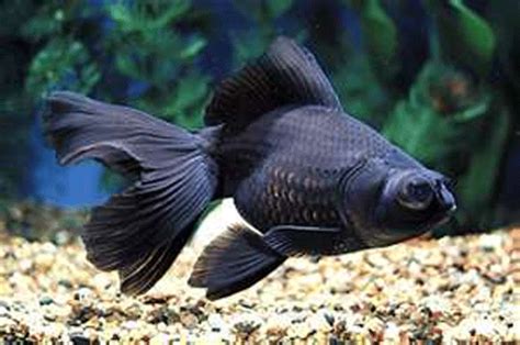 black-moor- | How to take care of goldfish