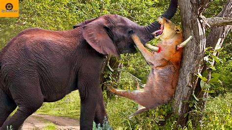 15 Heavy Battles When Angry Elephants Attack Lion, Rhino, Buffalo, Hippo, Crocodile - YouTube
