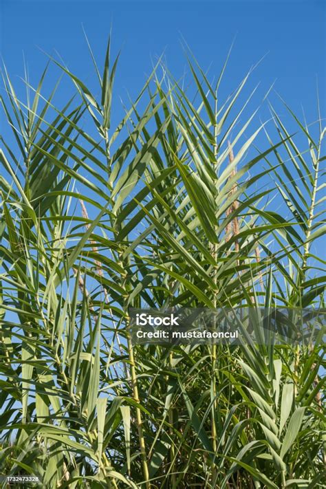 Green Reed Bed Plants Phragmites Australis Stock Photo - Download Image ...