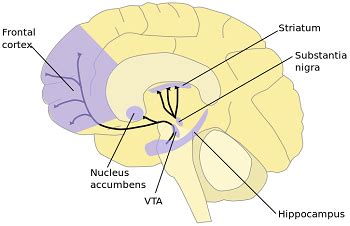 Dopamine Reward System | Pathway, Simulation & Effects | Study.com