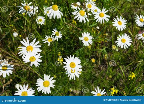 Beautiful Chamomile Flowers Close-up Stock Photo - Image of grass, lawn ...