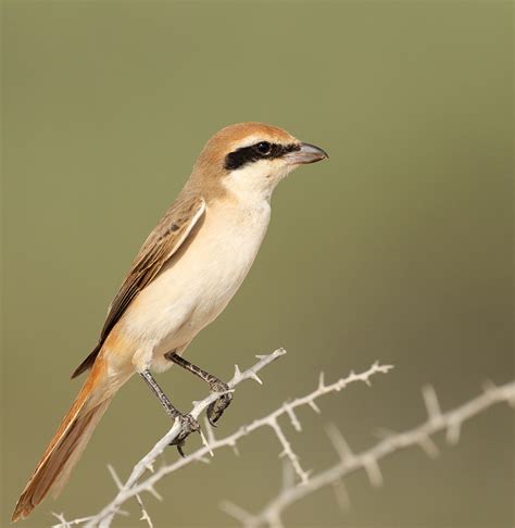 Shrike Selection - Simons Birding Blog