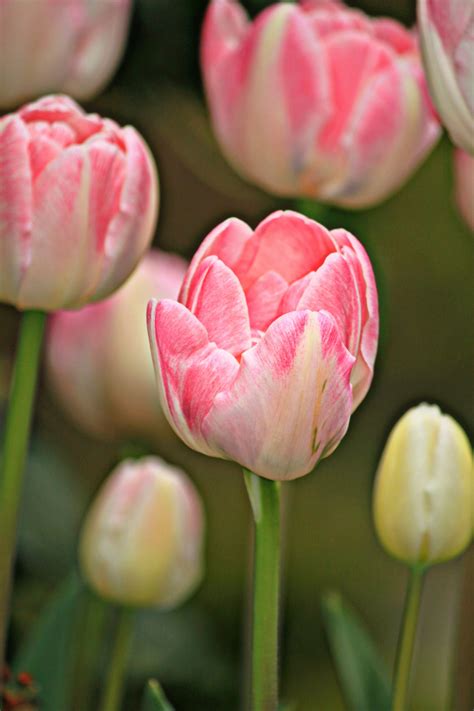Free Images : blossom, flower, petal, tulip, romantic, close, petals, tulips, tender, spring ...
