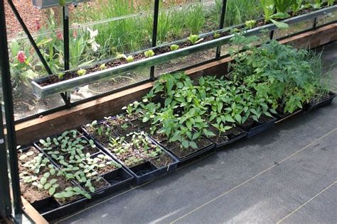 Growing Vegetables in a Greenhouse - One Hundred Dollars a Month