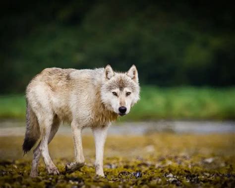 British Columbia wolf - Facts, Diet, Habitat & Pictures on Animalia.bio