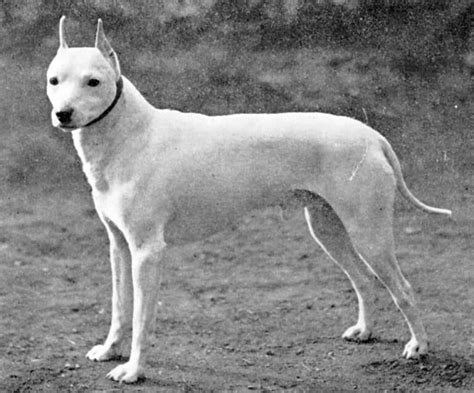 Extinct Dog Breeds – 9 You Probably Didn’t Know - Dog Corner