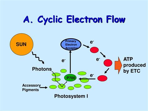 Cyclic Electron Flow Vs Linear Electron Flow