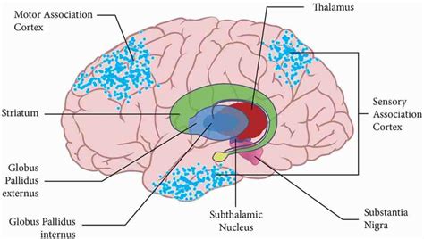 Thalamus | Anatomy, Location, Structure, Function & Physiology