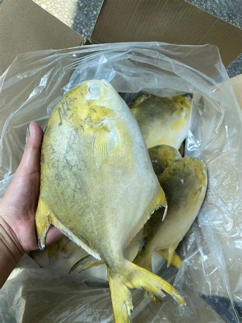 Frozen Golden Pompano Pomfret Whole Round - Pompano and Pomfret Fish