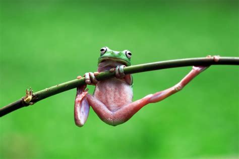 Setting Up Your Tree Frog’s New Home - Nature Discovery