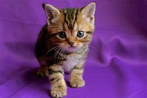 American Shorthair brown tabby kitten 2015 - Silver Shorthairs