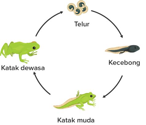 Jelaskan Tahapan Metamorfosis Pada Katak – Meteor