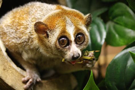 Pygmy Slow Lorises: Meet them at Zoo Leipzig!