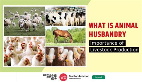 What is Animal Husbandry - Importance of Livestock Production