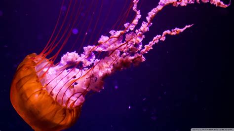 Glowing Jellyfish Wallpapers - Wallpaper Cave