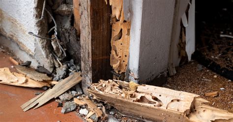 Dry Rot vs Wet Rot: what’s the difference? | GB Home Surveys