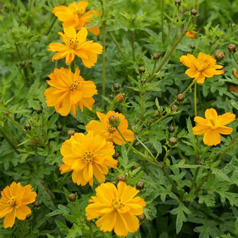 Drought Tolerant Sulfur Cosmos Gold Garden Flower Plant Seed