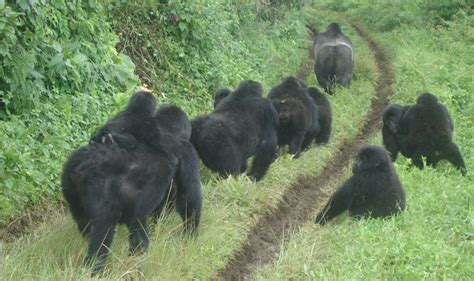 DRC: Conserving community forests for the Grauer's gorilla | ICFC