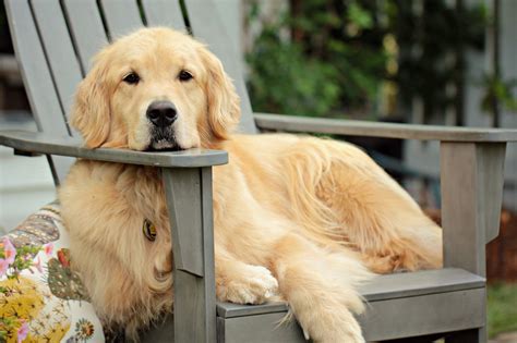 Golden Retriever Size Guide: How Big Does a Golden Retriever Get?