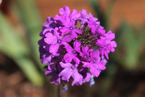 purple verbena | Plants, Verbena, Purple