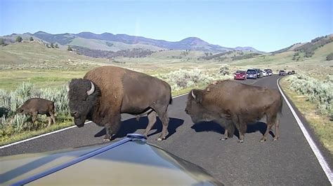 Bison Traffic Jam In Yellowstone National Park - YouTube