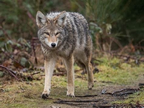 Arvada Police Issue Warning About Coyote With Mange | Arvada, CO Patch