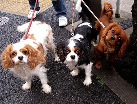 Cavalier King Charles Spaniel Grooming: A Guide with Haircut Pictures