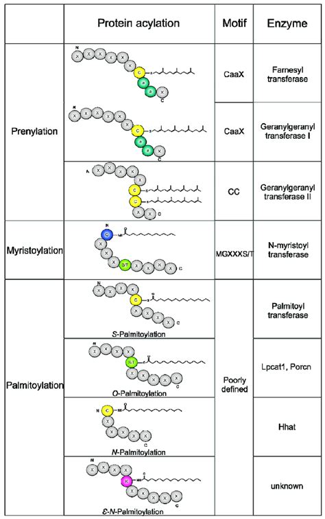 Lipid modifications. Prenylation, myristoylation, and palmitoylation... | Download Scientific ...