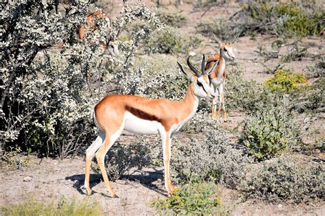 Springbok Antelope Etosha - Free photo on Pixabay - Pixabay