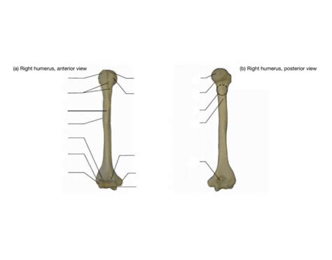 Humerus Bone Markings (Anatomy 3300) Quiz