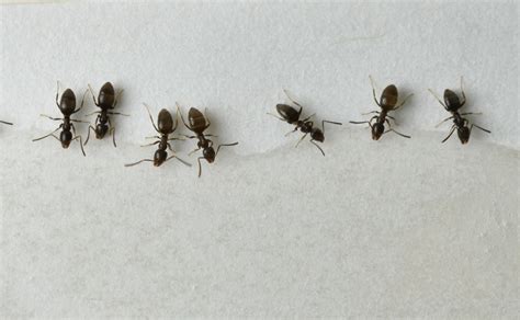 Why Odorous House Ants in the Home Are a Big Problem