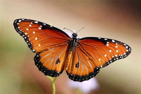 Queen Butterfly (GTM Research Reserve Butterfly Guide) · iNaturalist.org