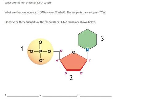 Solved What are the monomers of DNA called? What are these | Chegg.com