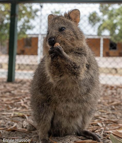 Quokka selfies : Quokka