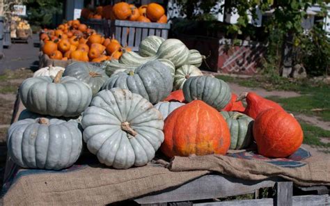 20+ blue pumpkins 💎 🎃 BEST varieties for fall decor