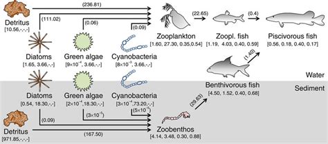 Schematic representation of the aquatic food web and the feeding... | Download Scientific Diagram