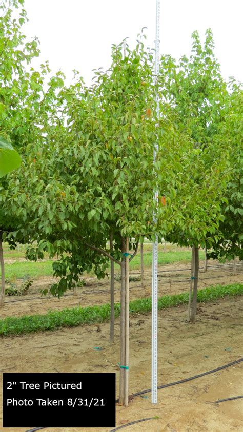 Viburnum lentago 'Homefree' | Goodmark Nurseries