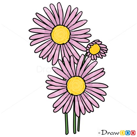 How to Draw Aster, Flowers