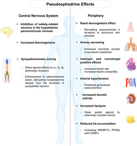 Effects of Pseudoephedrine: Pseudoephedrine is a sympathomimetic... | Download Scientific Diagram