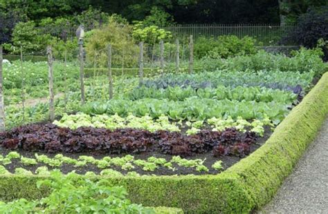 How to replant a vegetable garden in the summer for a big fall harvest ...