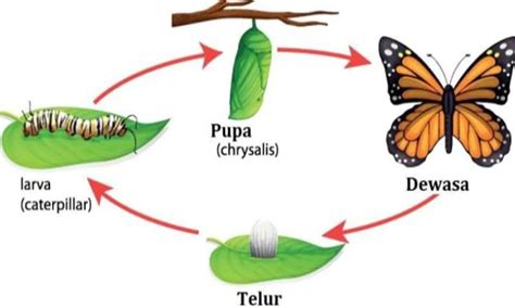 Daur Hidup Kupu Kupu Gambar Urutan Dan Tahapannya Free Hot Riset - Riset