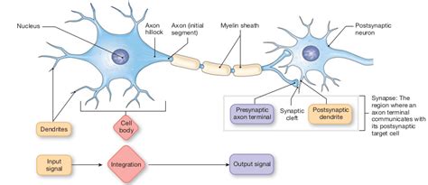 Neuron Diagram Synapse