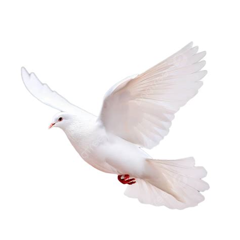 Isolated White Dove Flying On Background, Dove, Flying, Pigeon PNG ...