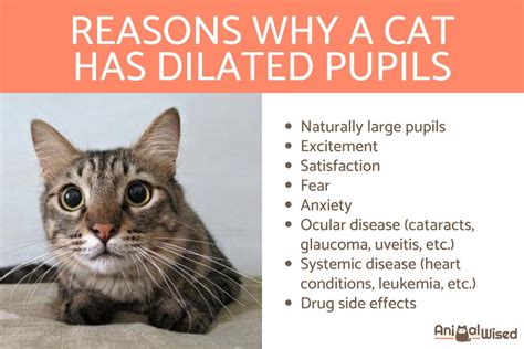 Why Does My Cat Have Dilated Pupils? - Causes and Treatment of Feline Mydriasis