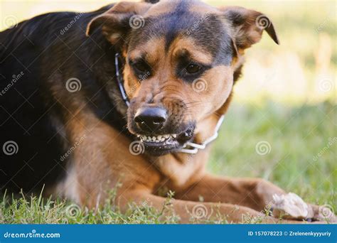 Angry dog show the teeth stock image. Image of hate - 157078223