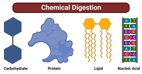 Chemical Digestion of Carbohydrate, Protein, Lipid, Nucleic Acid