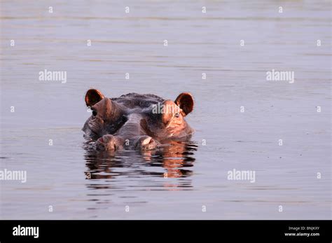 Hippopotamus river horse animal water hippo Hippopotamus river horse ...