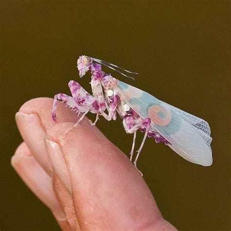 Spiny Flower Mantis - Pseudocreobotra wahlbergii. | Beautiful bugs ...