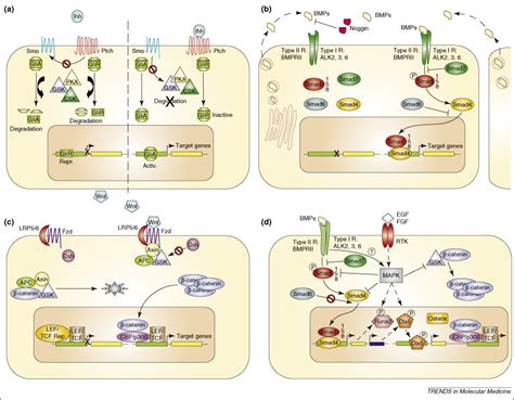 Mechanisms of bone repair and regeneration: Trends in Molecular Medicine